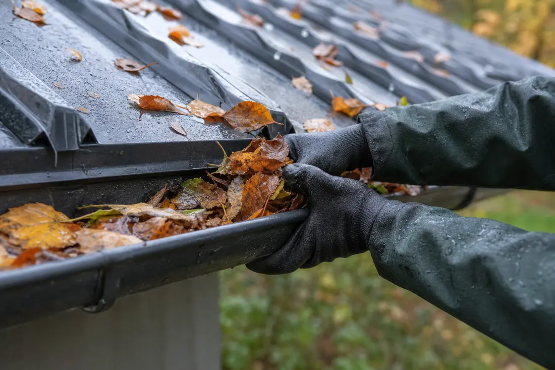 Behandschuhte Hände entfernen nasses Herbstlaub aus einer Dachrinne